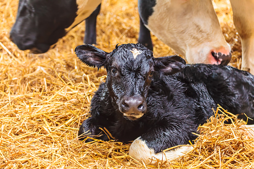 Newborn calf en heno en una granja photo