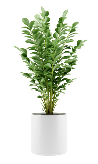 Planta de interior en taza aislado sobre fondo blanco photo