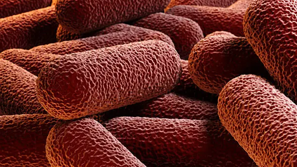 Stack of red rod-shaped bacteria causing infection