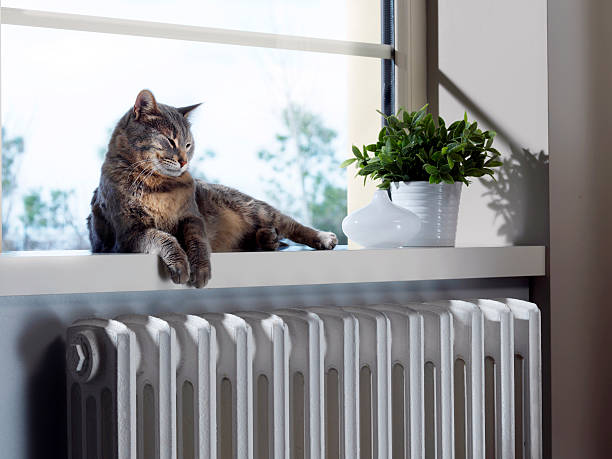 gato dormindo do aquecedor - window light window sill home interior - fotografias e filmes do acervo