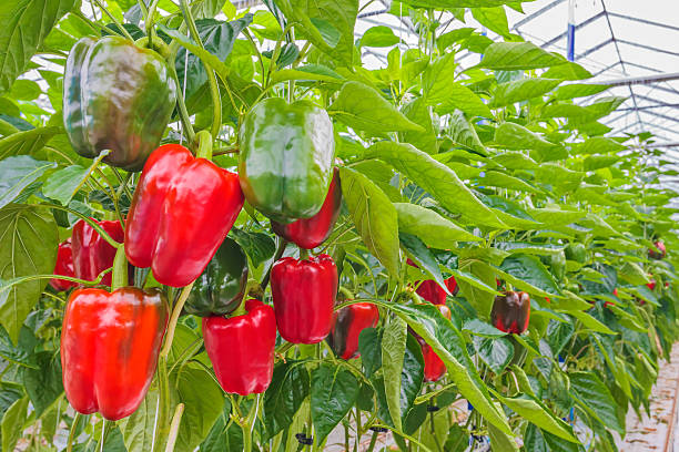 pimentão vermelho em estufa - pepper bell pepper growth ripe - fotografias e filmes do acervo