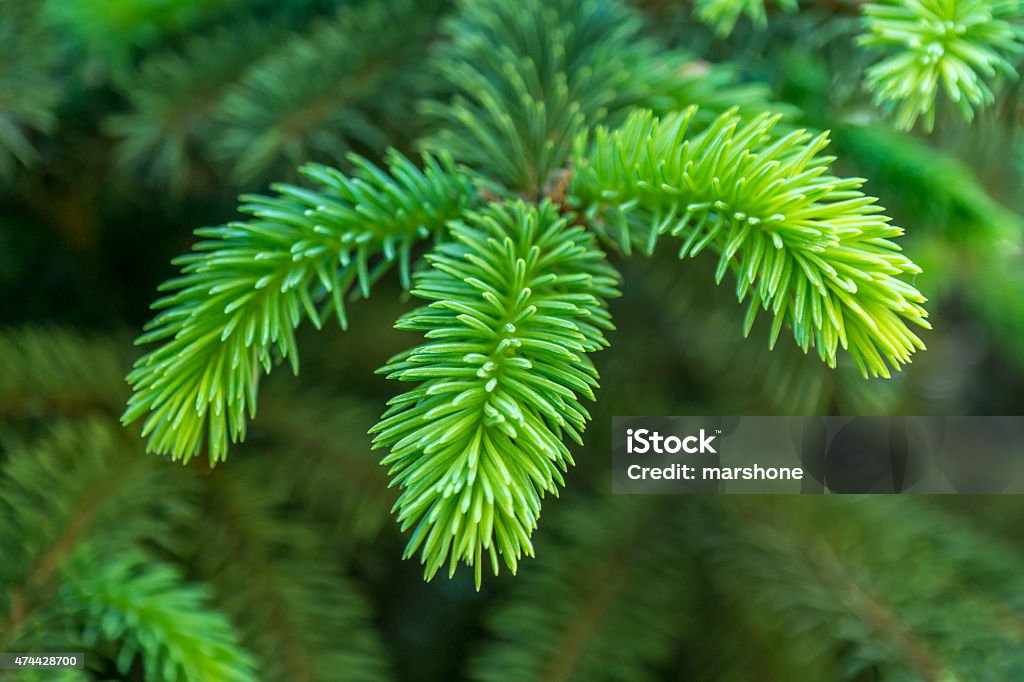 fir branch Christmas, Pine, Forest, Pine Tree, Fir tree 2015 Stock Photo