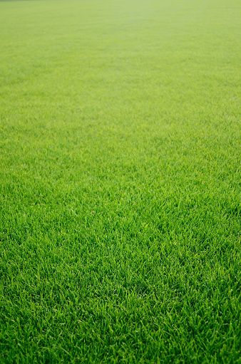 Green grass texture from a soccer field