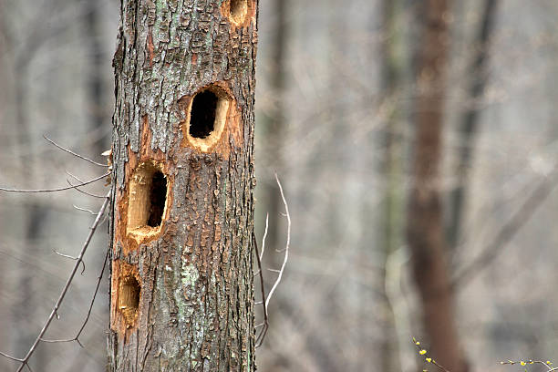 A dead tree full of woodpecker holes. Photographed in springtime in Ohio.
