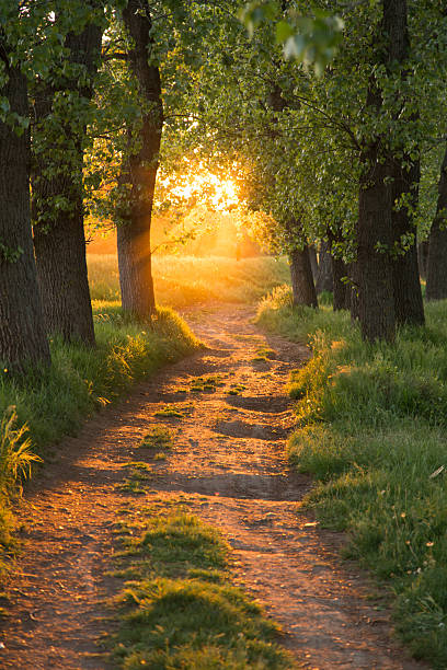 weg durch die magic forest - gods rays stock-fotos und bilder