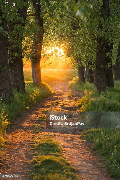Path Through The Magic Forest Stock Photo - Download Image Now - Footpath, Tree, Forest