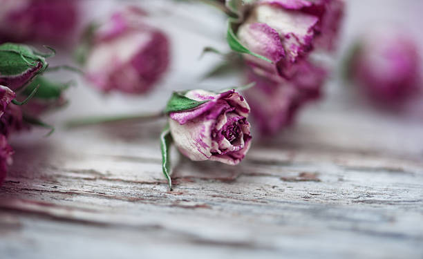 istock Dry tea roses on the old wood 474429632