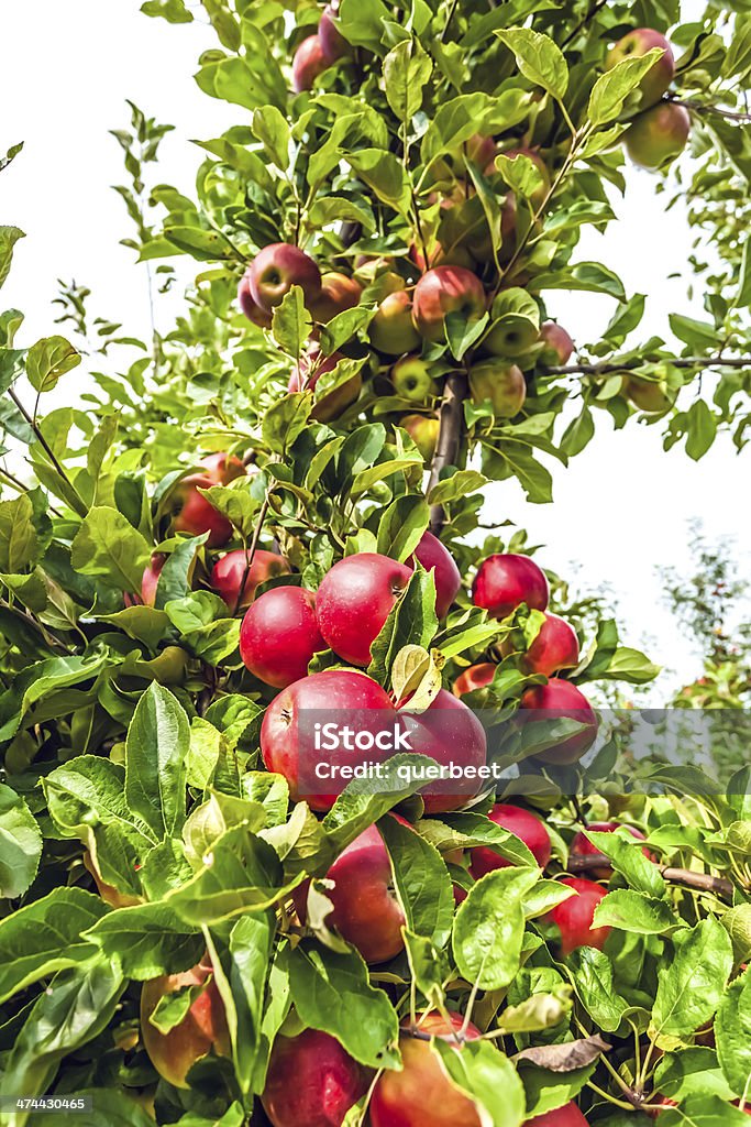 Apfel Bäume - Lizenzfrei Agrarbetrieb Stock-Foto