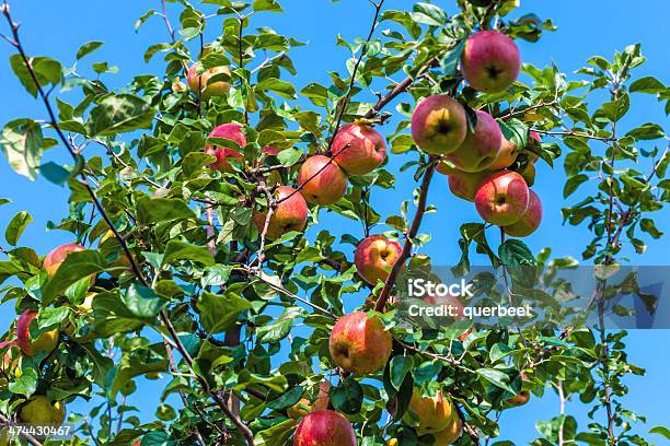 Apfel Bäume Stockfoto und mehr Bilder von Agrarbetrieb - Agrarbetrieb, Apfel, Apfelbaum