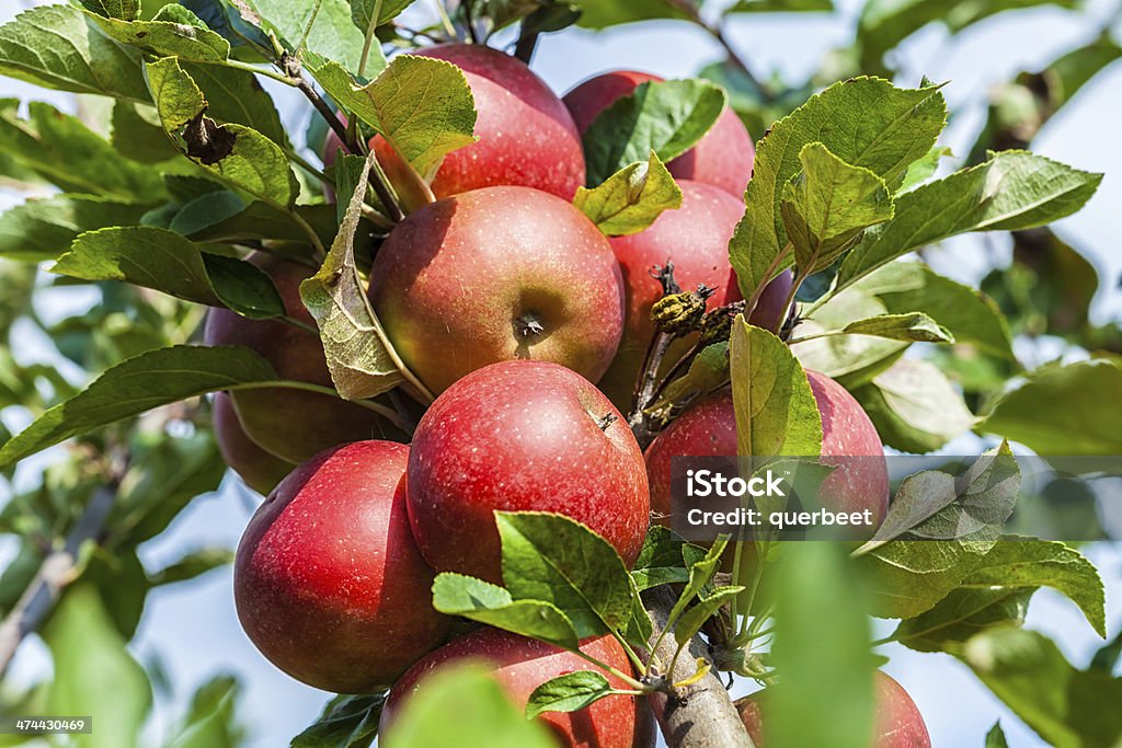 Apfel Bäume - Lizenzfrei Agrarbetrieb Stock-Foto