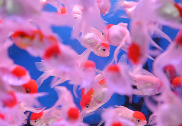 istock Golden fish swim in clear water 474430497
