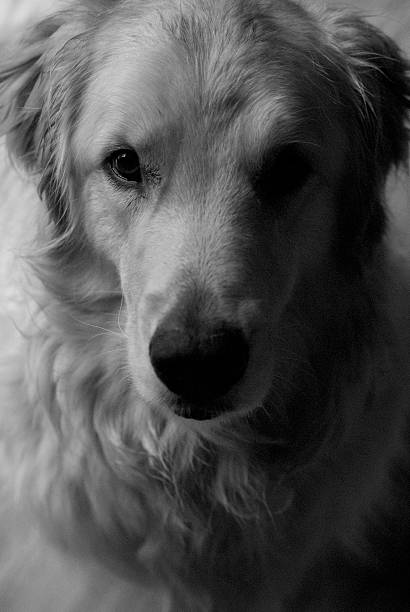 istock Serious Golden Retriever 474434978