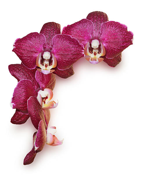 istock burgundy orchid flowers on a white background 474435056