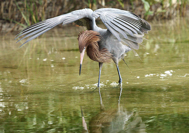 istock Reddish egret wading, wings lifted, on Florida's Gulf Coast. 474435190