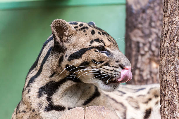 Clouded Leopard Closeup portrait of a Clouded Leopard portrait of beautiful clouded leopard neofelis nebulosa stock pictures, royalty-free photos & images