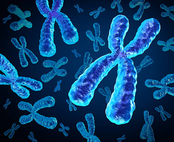 chromosomes  - chromatid stock-fotos und bilder