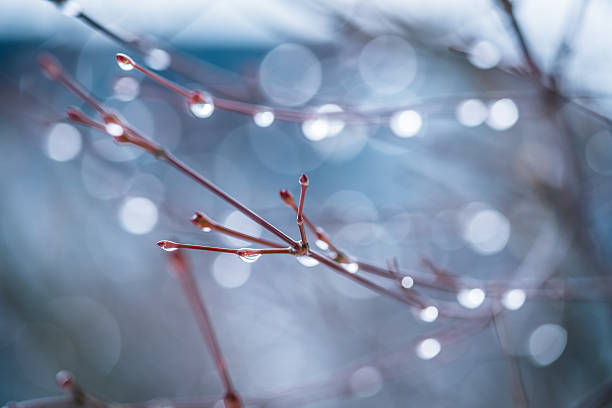 istock Nature water drops on tree in winter boke background 474438629