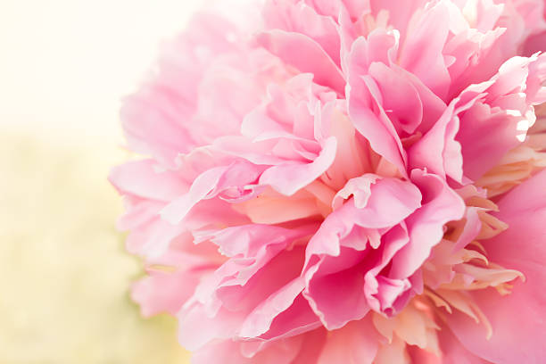 Close up of a blooming pink peony flower stock photo