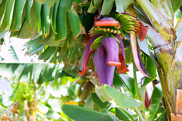 Canarian Banana plantation Platano in La Palma Canarian Banana plantation Platano in La Palma Canary Islands plantain banana banana tree tropical climate stock pictures, royalty-free photos & images