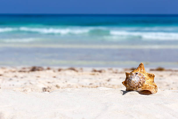 istock Seashell on caribbean beach, travel concept 474440848
