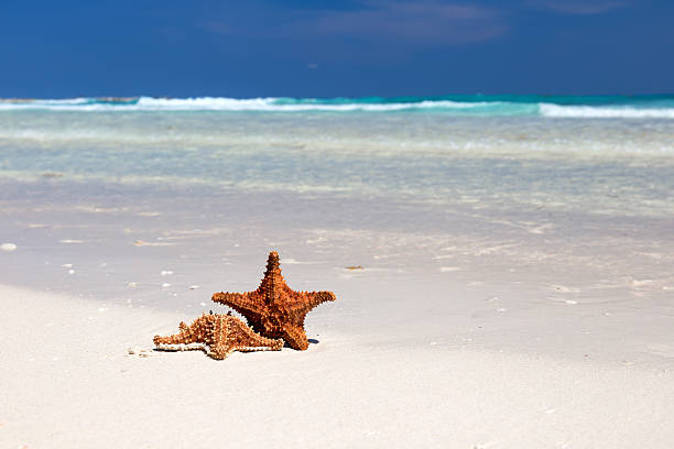 istock Starfishes on caribbean sandy beach 474440852