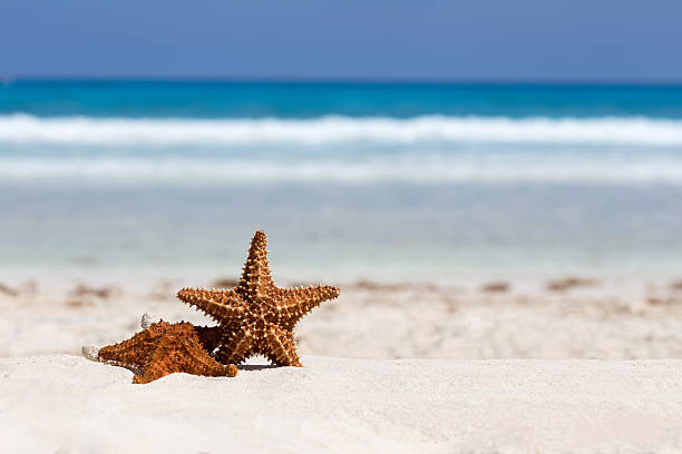 istock Starfishes on caribbean sandy beach 474440854