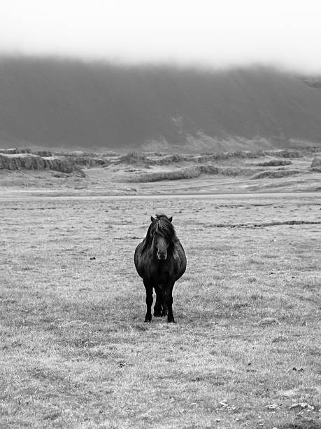 Icelandic horse on the meadow