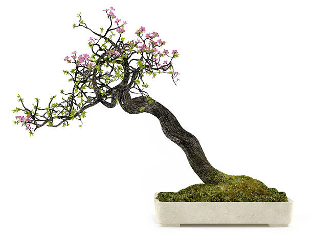 istock Bonsai flower plant tree in a pot 474442043