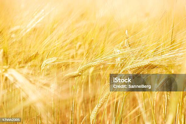 Chiudere Le Orecchie Di Grano Di Campo - Fotografie stock e altre immagini di Abbondanza - Abbondanza, Agricoltura, Ambientazione esterna