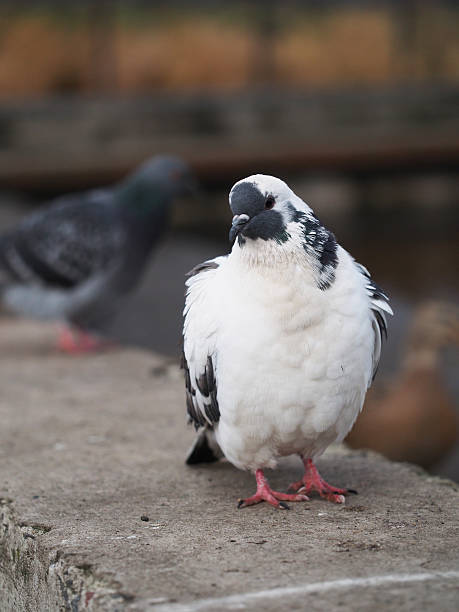 istock portrait of pigeon 474442363