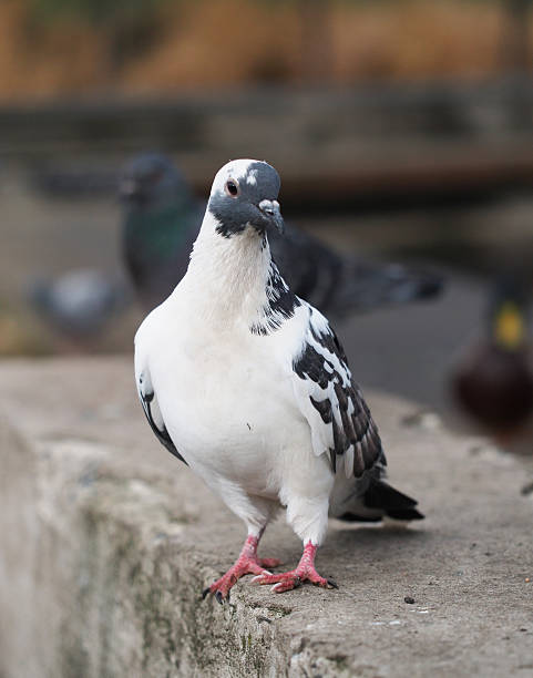 istock portrait of pigeon 474442383