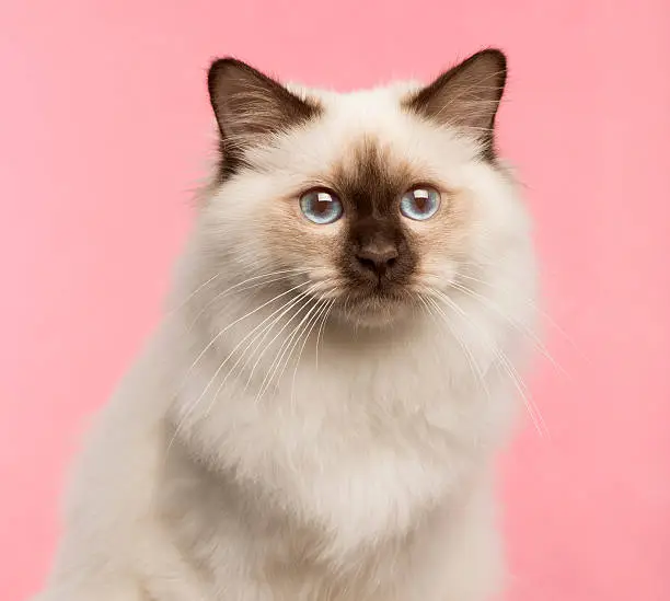 Close-up of a Birman cat on a pink background