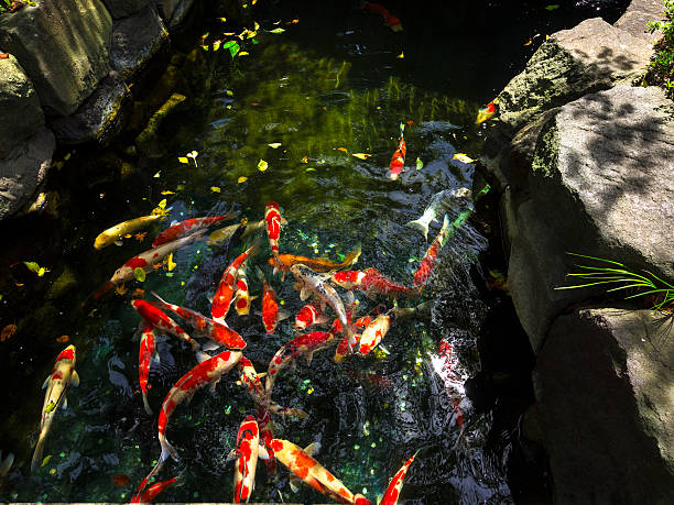 istock Many Japanese carps in water pond 474444032