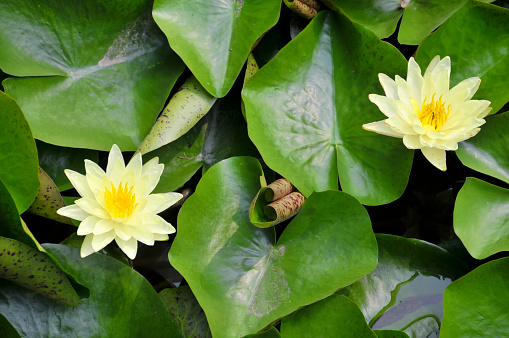 Two beautiful yellow lotus in soft setting.