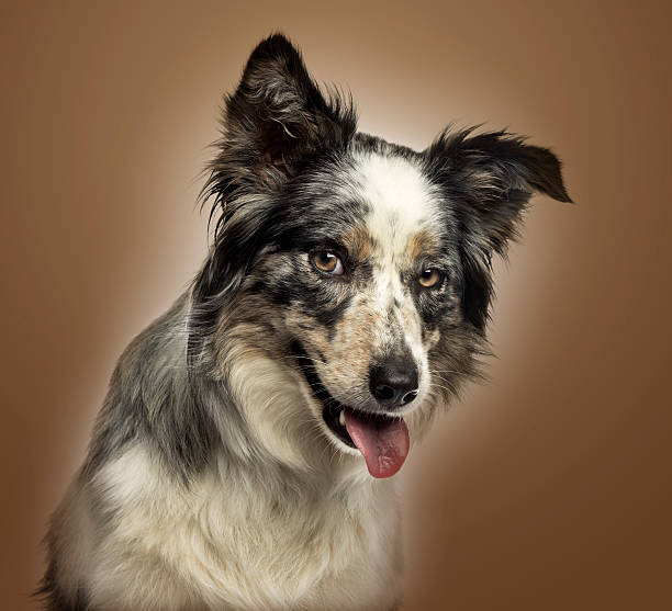 istock Close-up of a Border collie panting, with provocative look 474445079