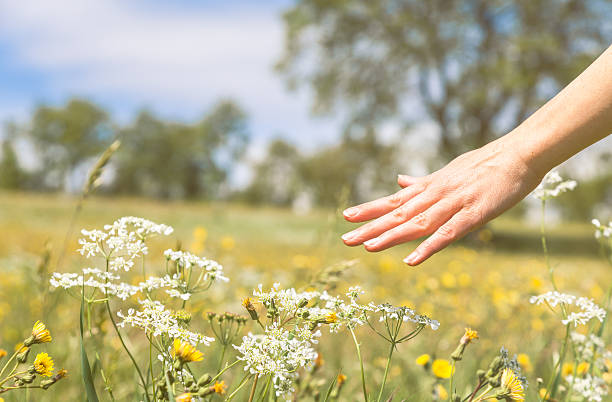 istock Springtime in a flowery field. Woman touching flowers 474448220