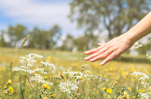 A human hand is touching flowers in the meadow during a bright springtime day