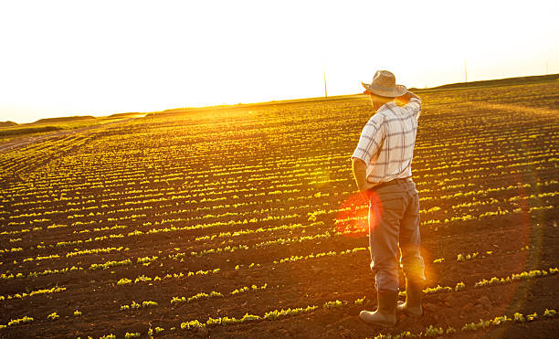 istock Farmer standing in a field and looks into the distance 474448662