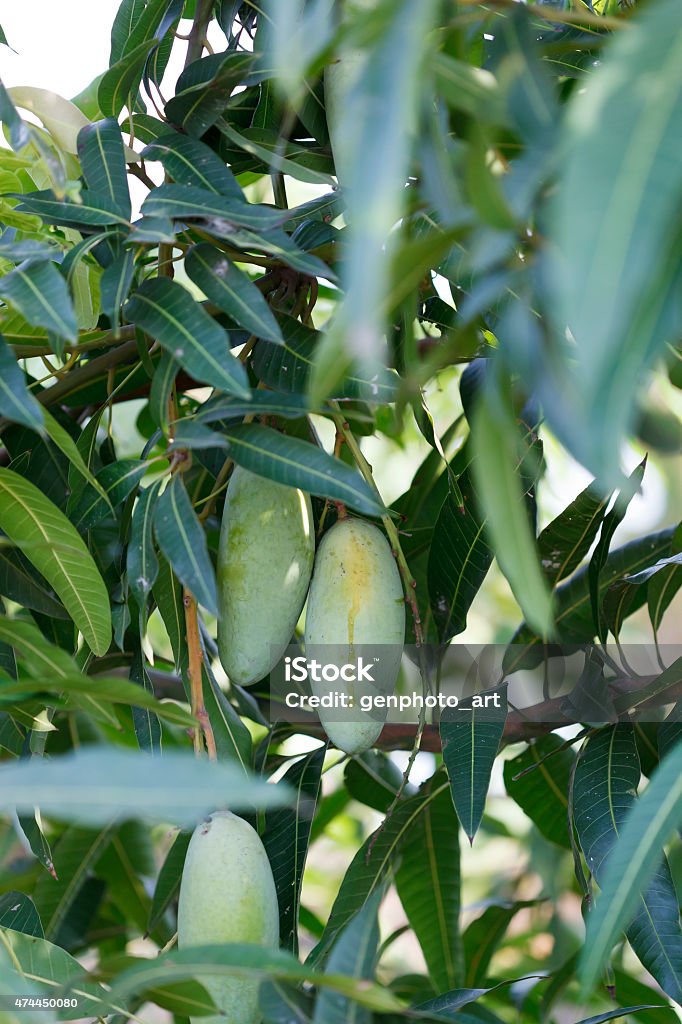 mango mangoes on a mango tree 2015 Stock Photo
