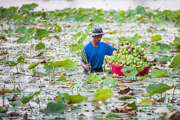 homme prend la lotus de l'eau. - single flower flower water lily water plant photos et images de collection