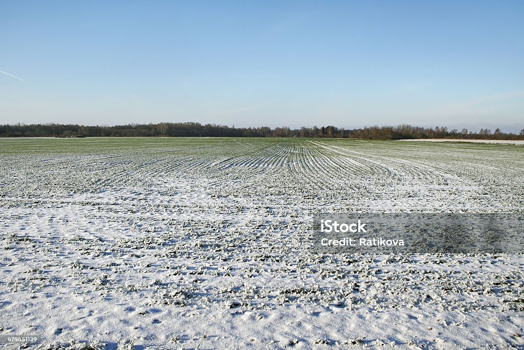 Schnee auf dem Spielfeld. - Lizenzfrei Agrarbetrieb Stock-Foto