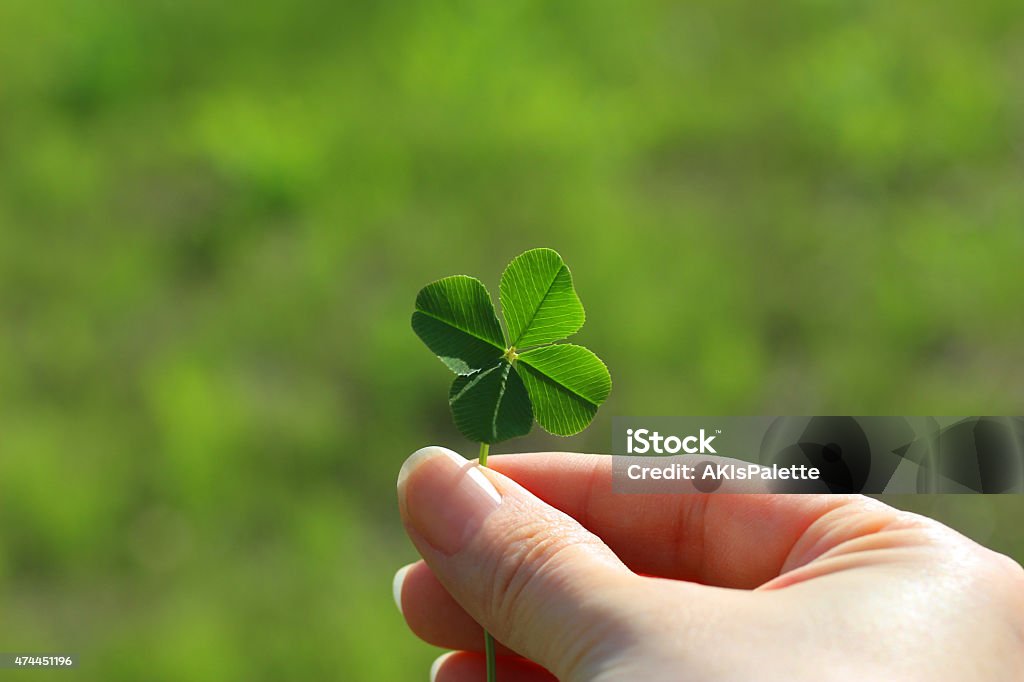 Tenant un Trèfle à quatre feuilles - Photo de Trèfle à quatre feuilles libre de droits