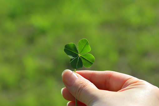 This is a picture that has a four leaf clover natural.