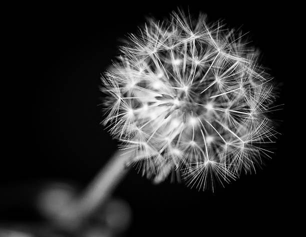 istock Black and White Dandelion isolated on black background 474451318