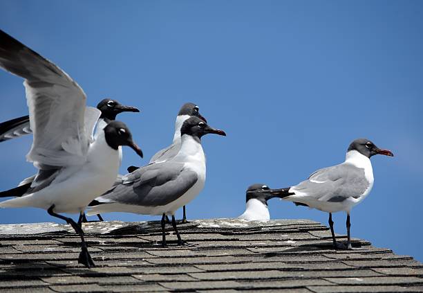 Birds landing on rooftop.