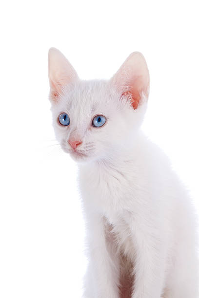 istock Portrait of a white kitten 474451716