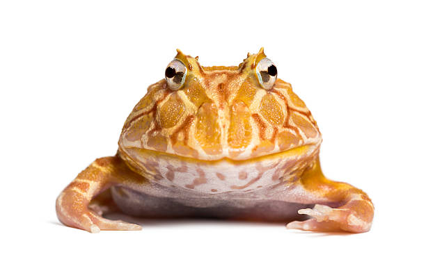 istock Front view of Argentine Horned Frog looking at the camera 474451945