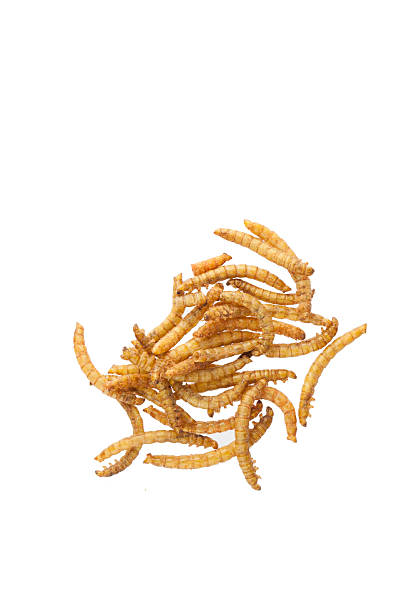 Jadalne przyprawiane mealworms – zdjęcie