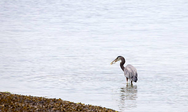 istock Great blue heron about to swallow a fish 474453750