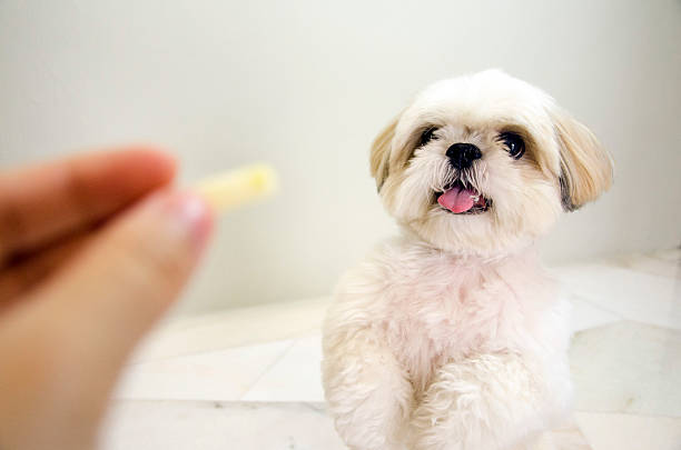 ши-тцу собака прося для пищи - shih tzu cute animal canine стоковые фото и изображения